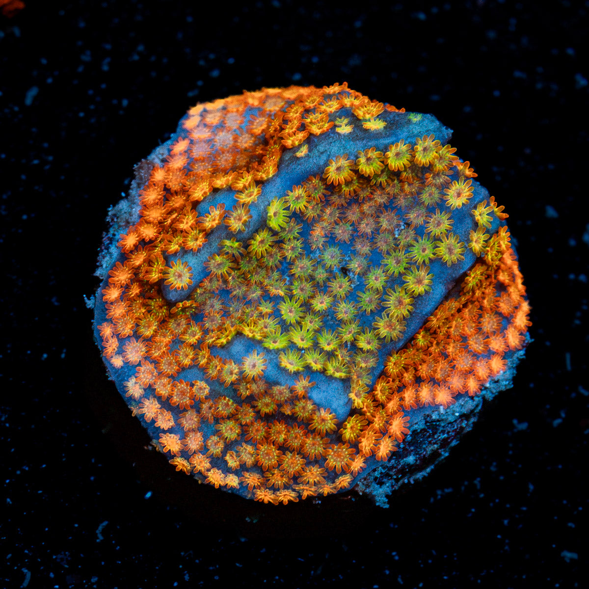 Fruity Pebbles Montipora Coral with branching growth in reef aquarium