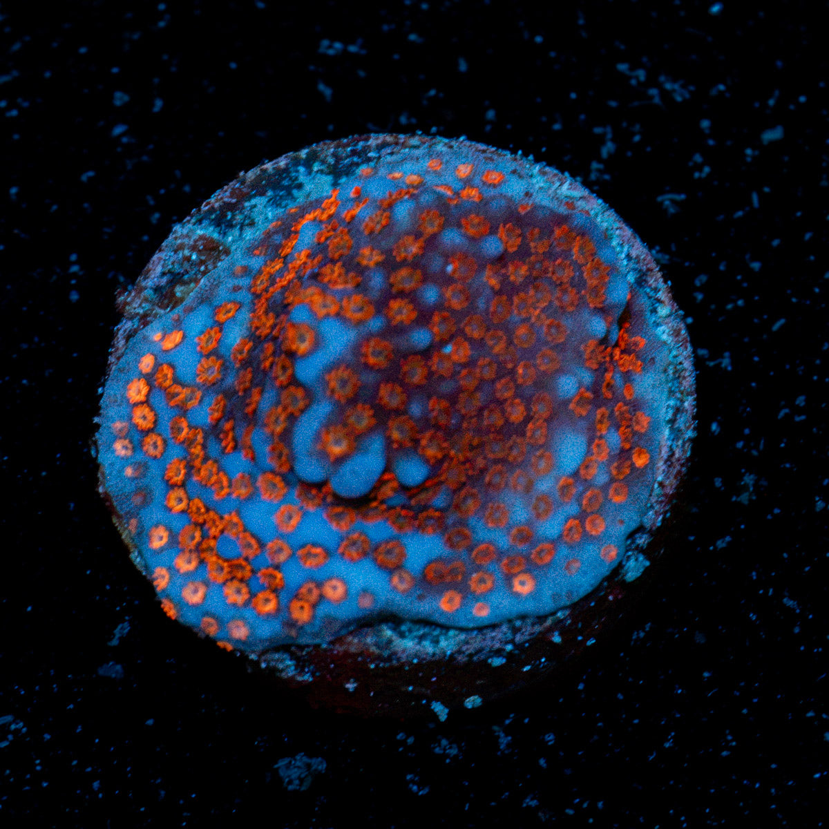 Superman Montipora Coral with branching growth in reef aquarium