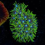 Green Star Polyps Coral with encrusting growth in reef aquarium