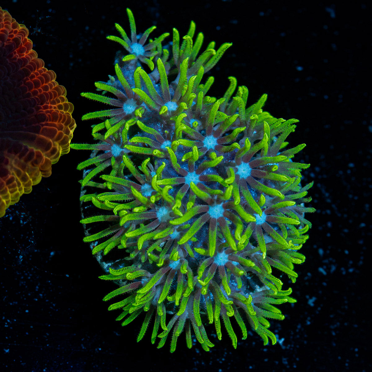 Green Star Polyps Coral with encrusting growth in reef aquarium