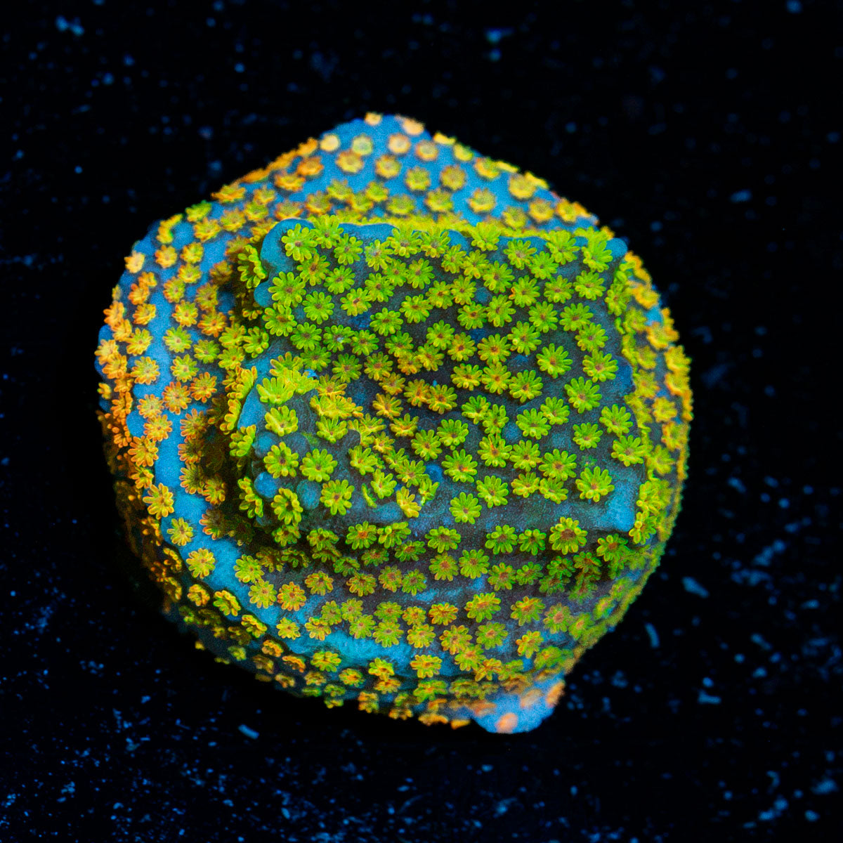 Fruity Pebbles Montipora Coral with branching growth in reef aquarium
