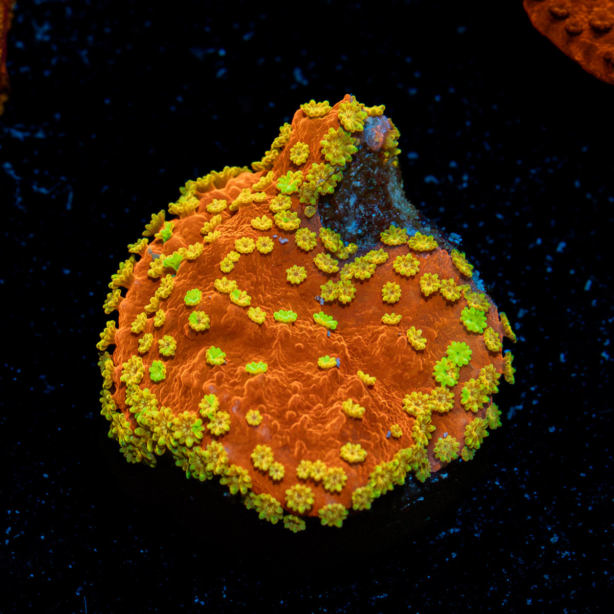 WWC Sunfire Grafted Montipora Coral with branching growth in reef aquarium