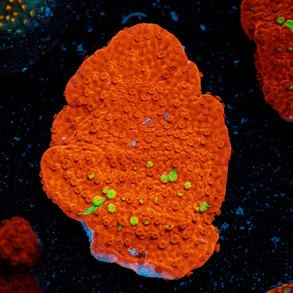 WWC Jawbreaker Grafted Montipora with branching growth in reef aquarium