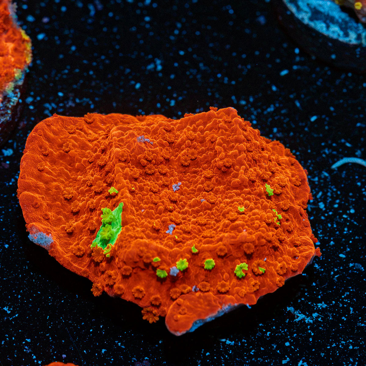 WWC Jawbreaker Grafted Montipora with branching growth in reef aquarium