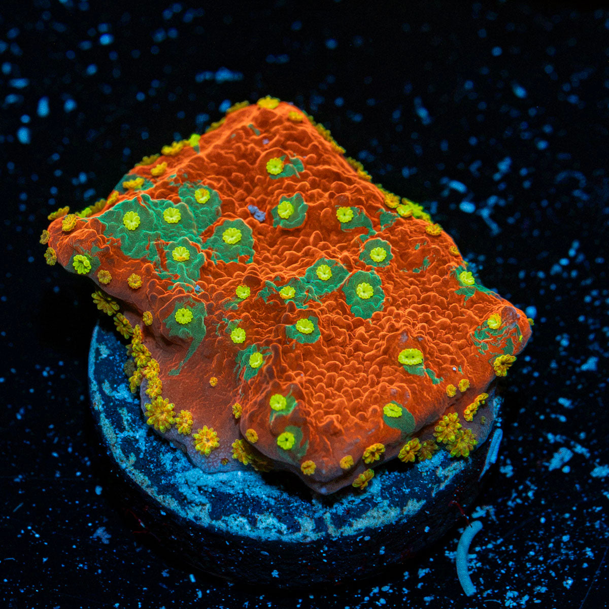 WWC Sunfire Grafted Montipora Coral with branching growth in reef aquarium