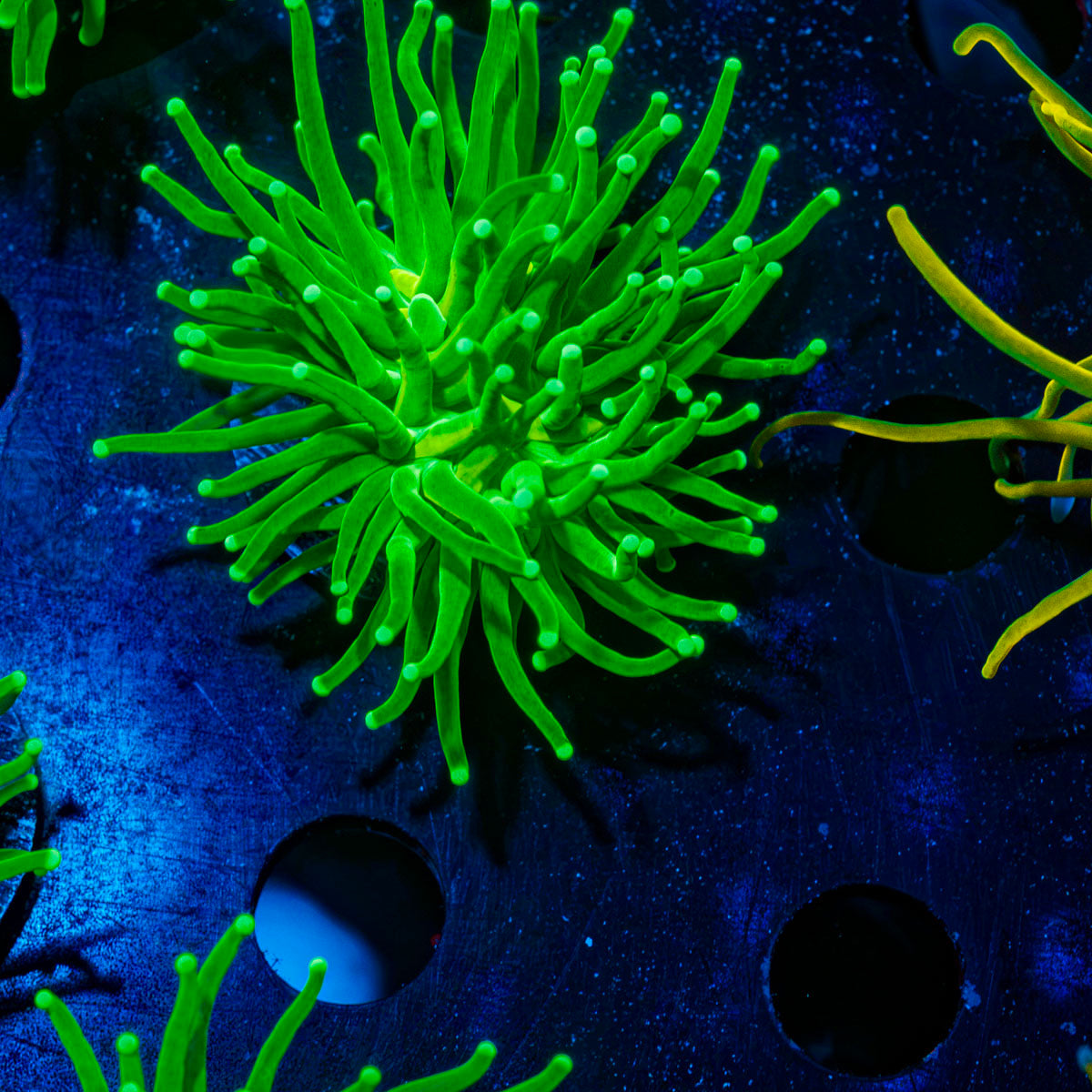 Hulk Smash Green Torch Coral with flowing tentacles in reef aquarium