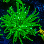 Hulk Smash Green Torch Coral with flowing tentacles in reef aquarium