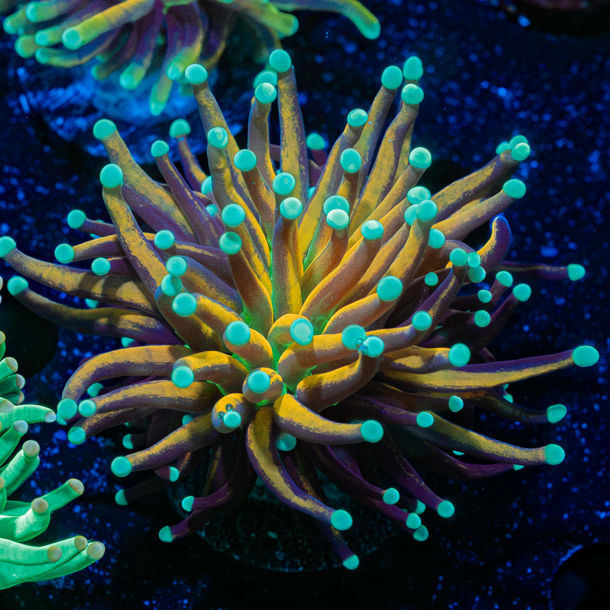 Mari Gars Torch Euphyllia Coral with flowing tentacles in reef aquarium