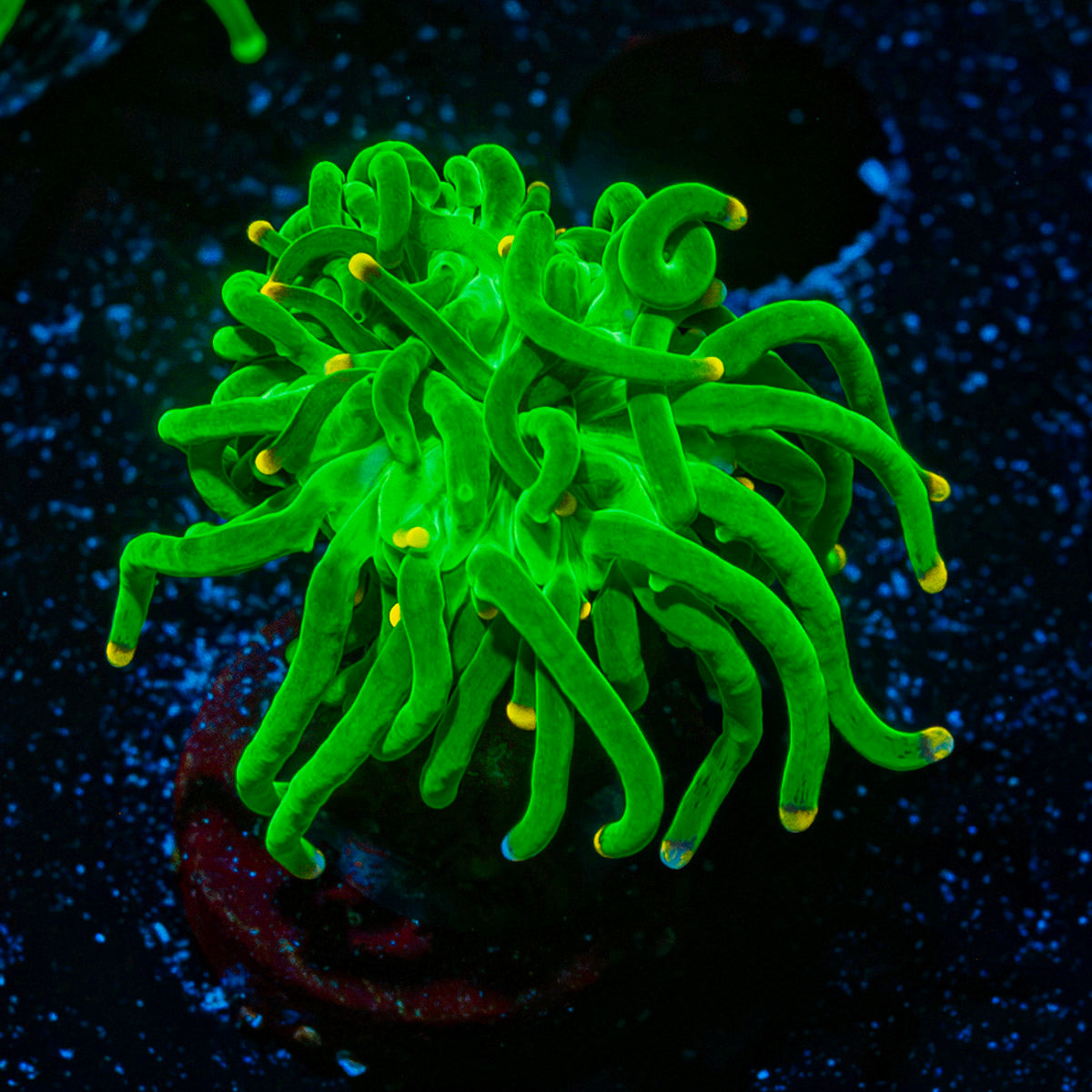 Hulk Smash Green Torch Coral with flowing tentacles in reef aquarium