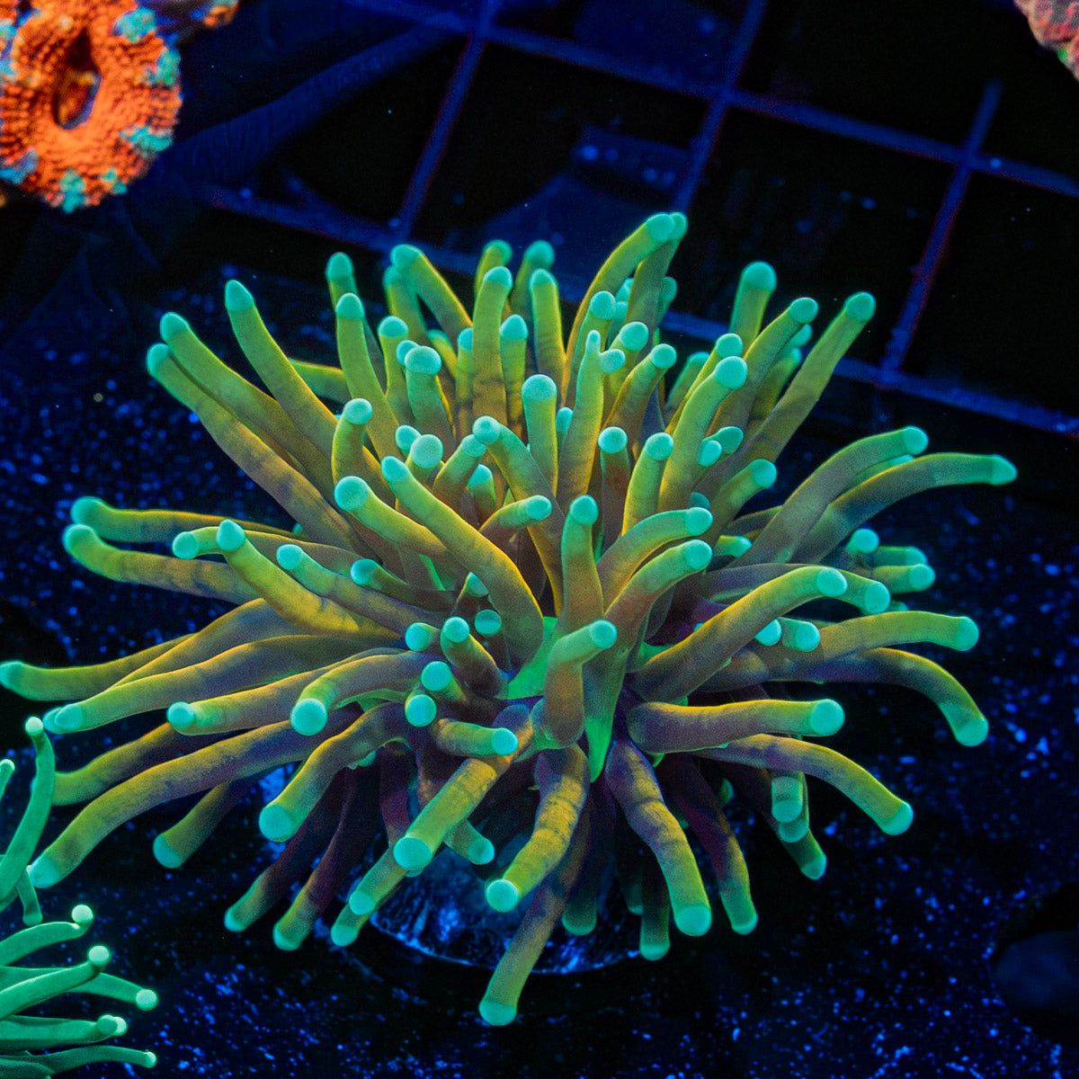 Inferno Torch Euphyllia Coral with flowing tentacles in reef aquarium