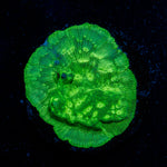 Hulk Lepto coral with encrusting growth in reef aquarium
