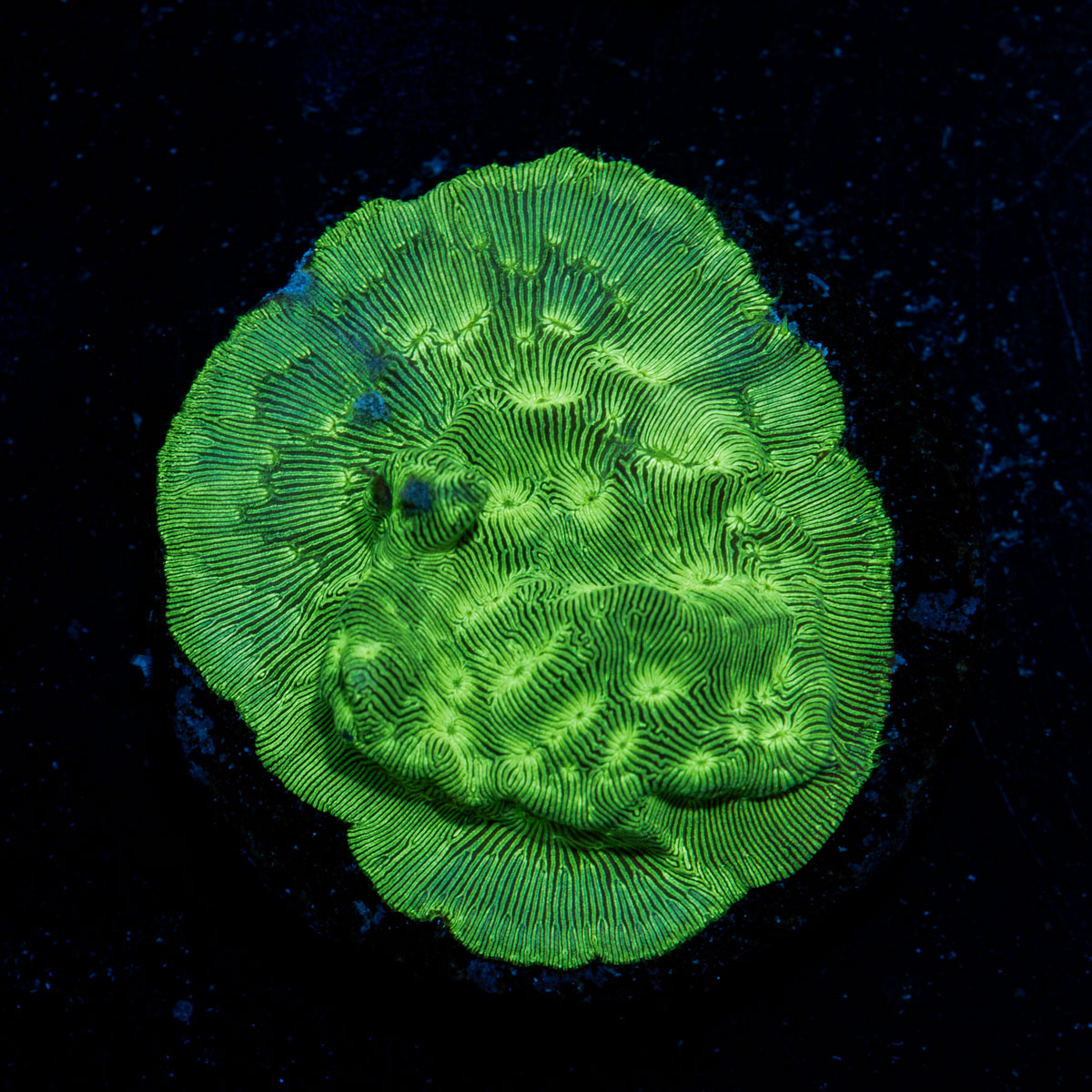 Hulk Lepto coral with encrusting growth in reef aquarium
