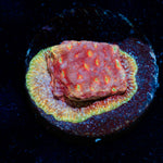 Klepto Lepto coral with encrusting growth in reef aquarium
