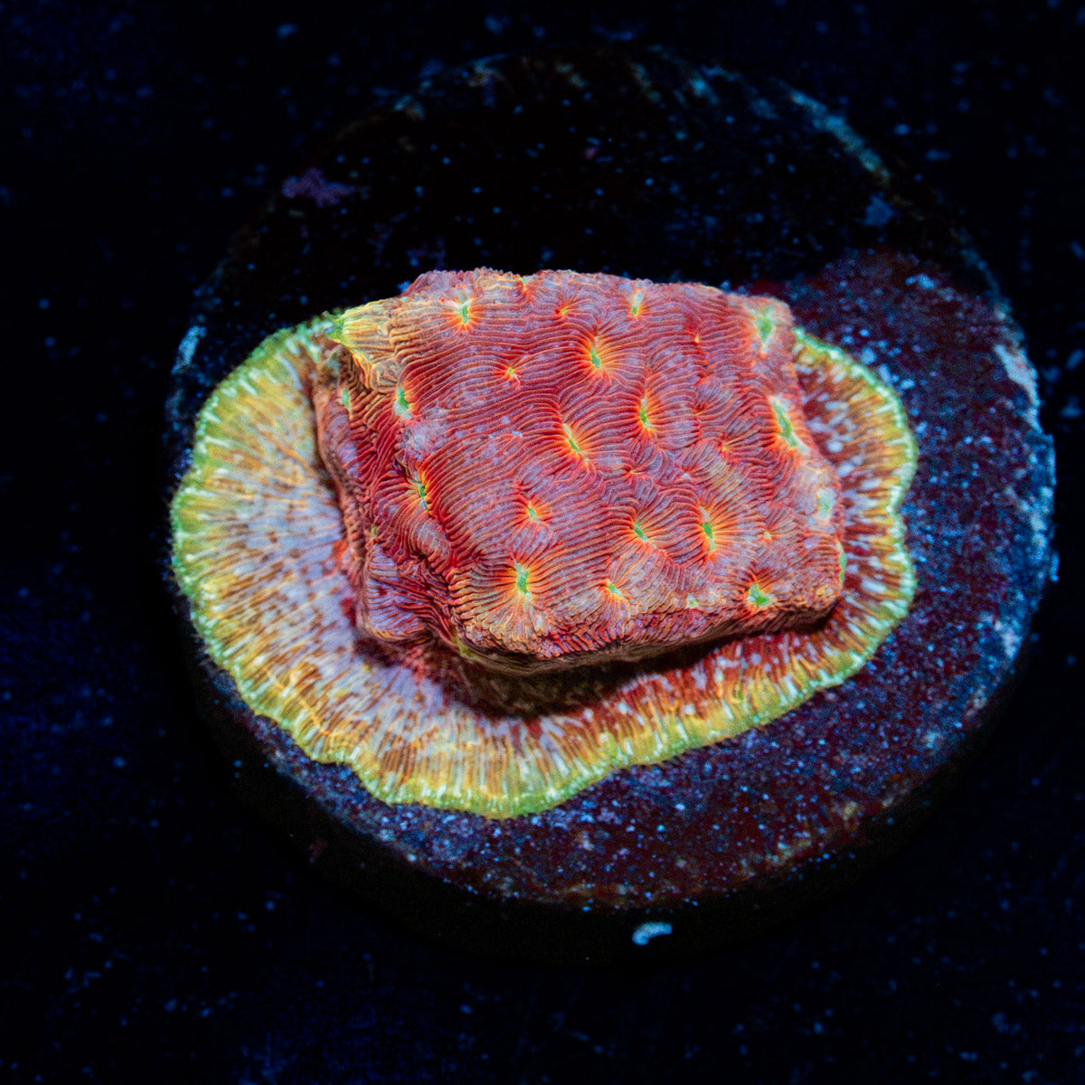 Klepto Lepto coral with encrusting growth in reef aquarium
