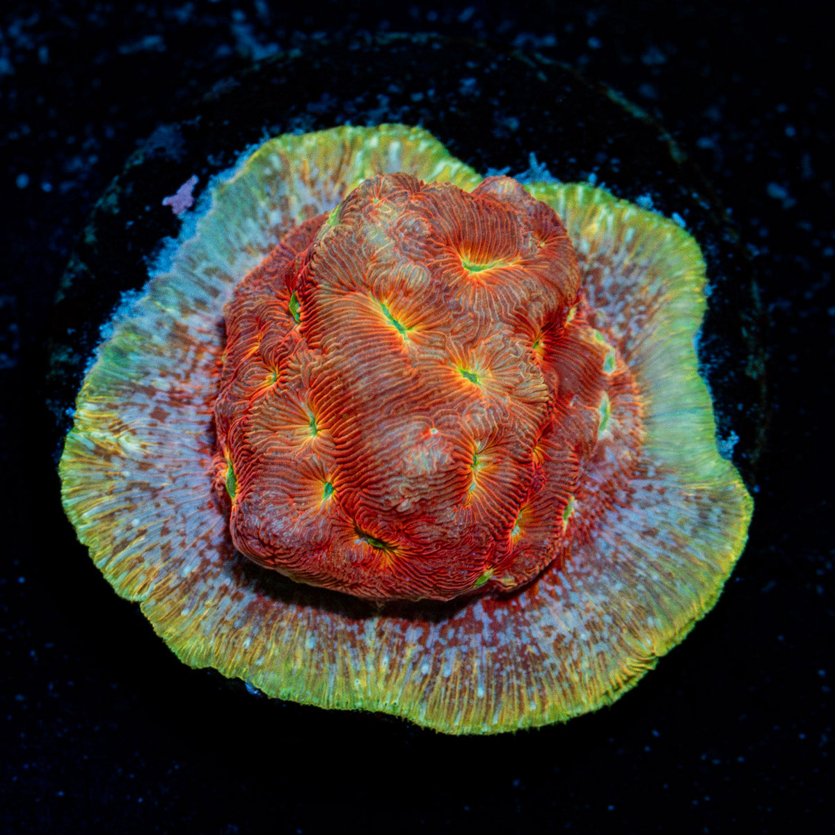 Klepto Lepto coral with encrusting growth in reef aquarium