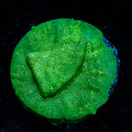 Green Krak Lepto coral with encrusting growth in reef aquarium