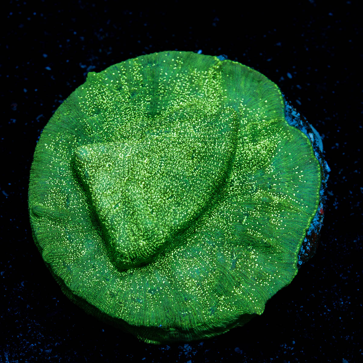 Green Krak Lepto coral with encrusting growth in reef aquarium