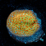 JF Burning Banana Stylo with encrusting growth in reef aquarium