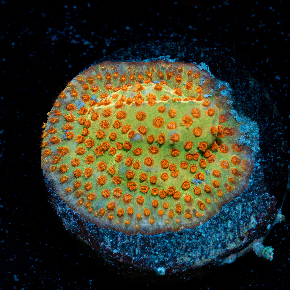 JF Burning Banana Stylo with encrusting growth in reef aquarium