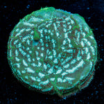 Brain Freeze Lepto coral with encrusting growth in reef aquarium