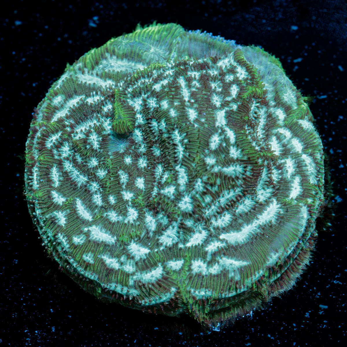 Brain Freeze Lepto coral with encrusting growth in reef aquarium