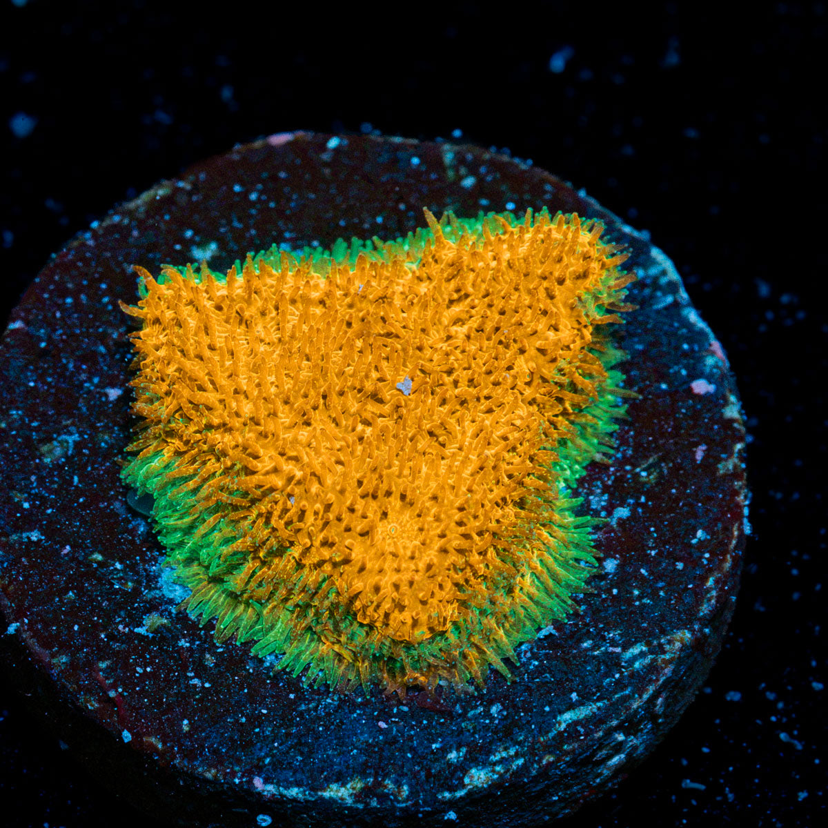 Watermelon Psammocora with encrusting growth in reef aquarium
