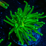Hulk Smash Green Torch Coral with flowing tentacles in reef aquarium
