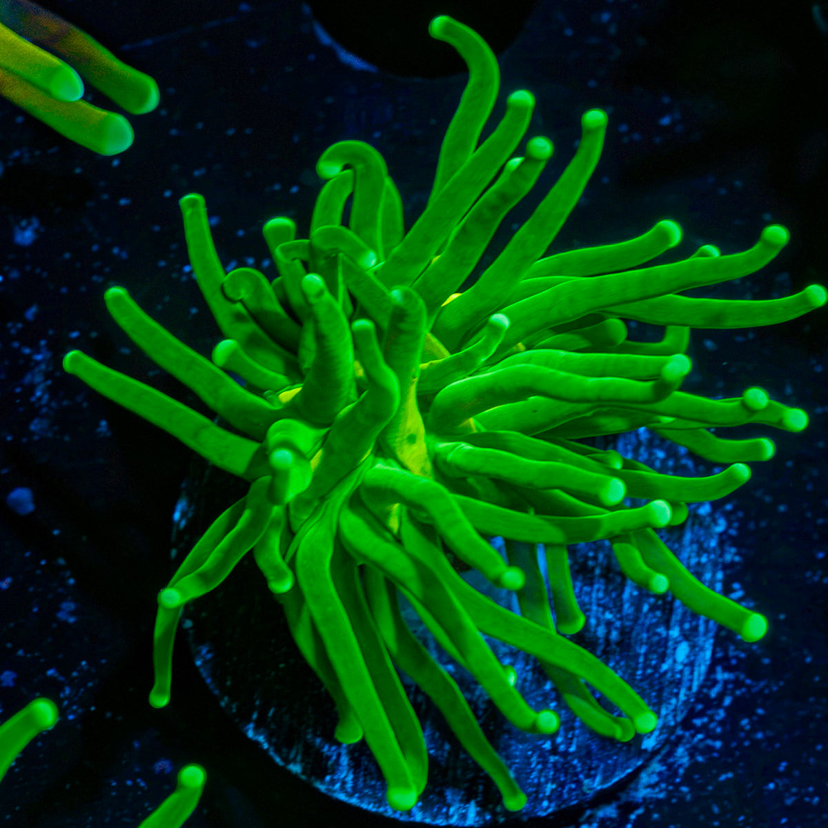 Hulk Smash Green Torch Coral with flowing tentacles in reef aquarium