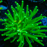 Hulk Smash Green Torch Coral with flowing tentacles in reef aquarium