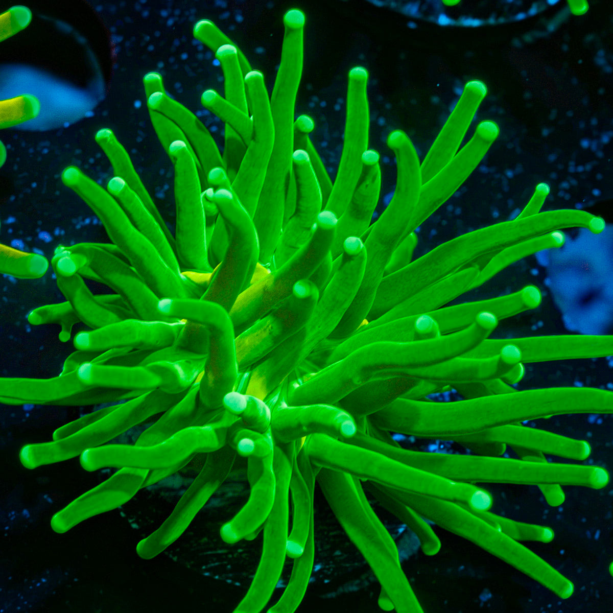 Hulk Smash Green Torch Coral with flowing tentacles in reef aquarium