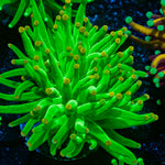 Hulk Smash Green Torch Coral with flowing tentacles in reef aquarium