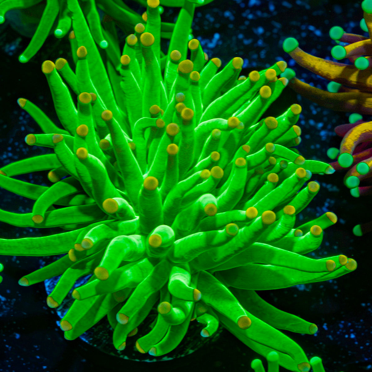 Hulk Smash Green Torch Coral with flowing tentacles in reef aquarium