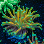 Inferno Torch Euphyllia Coral with flowing tentacles in reef aquarium