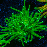 Hulk Smash Green Torch Coral with flowing tentacles in reef aquarium