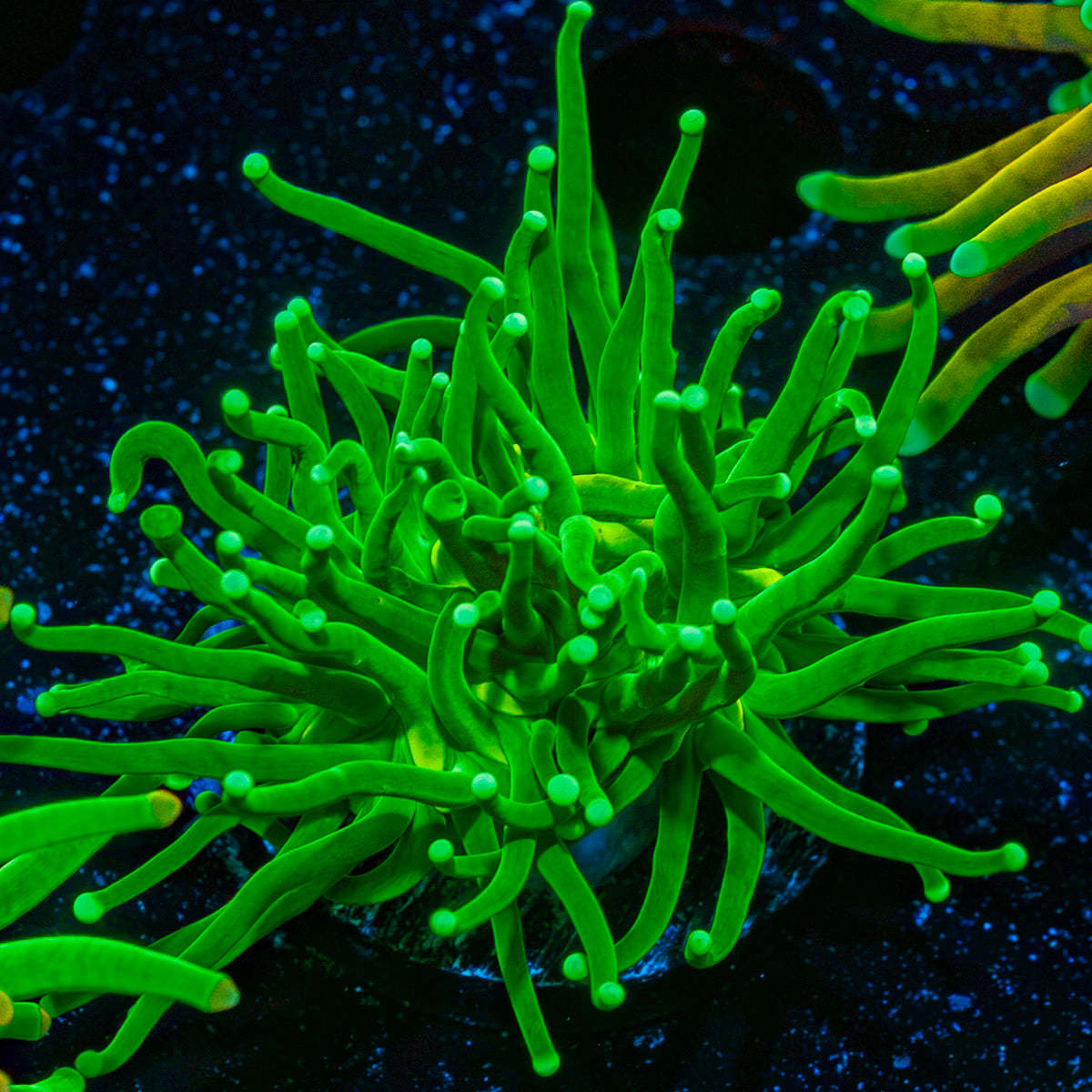 Hulk Smash Green Torch Coral with flowing tentacles in reef aquarium