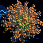 Peach Frogspawn Coral with branching fleshy heads in reef aquarium