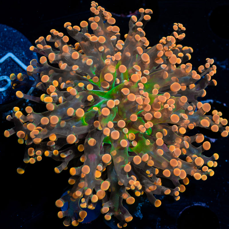 Peach Frogspawn Coral with branching fleshy heads in reef aquarium