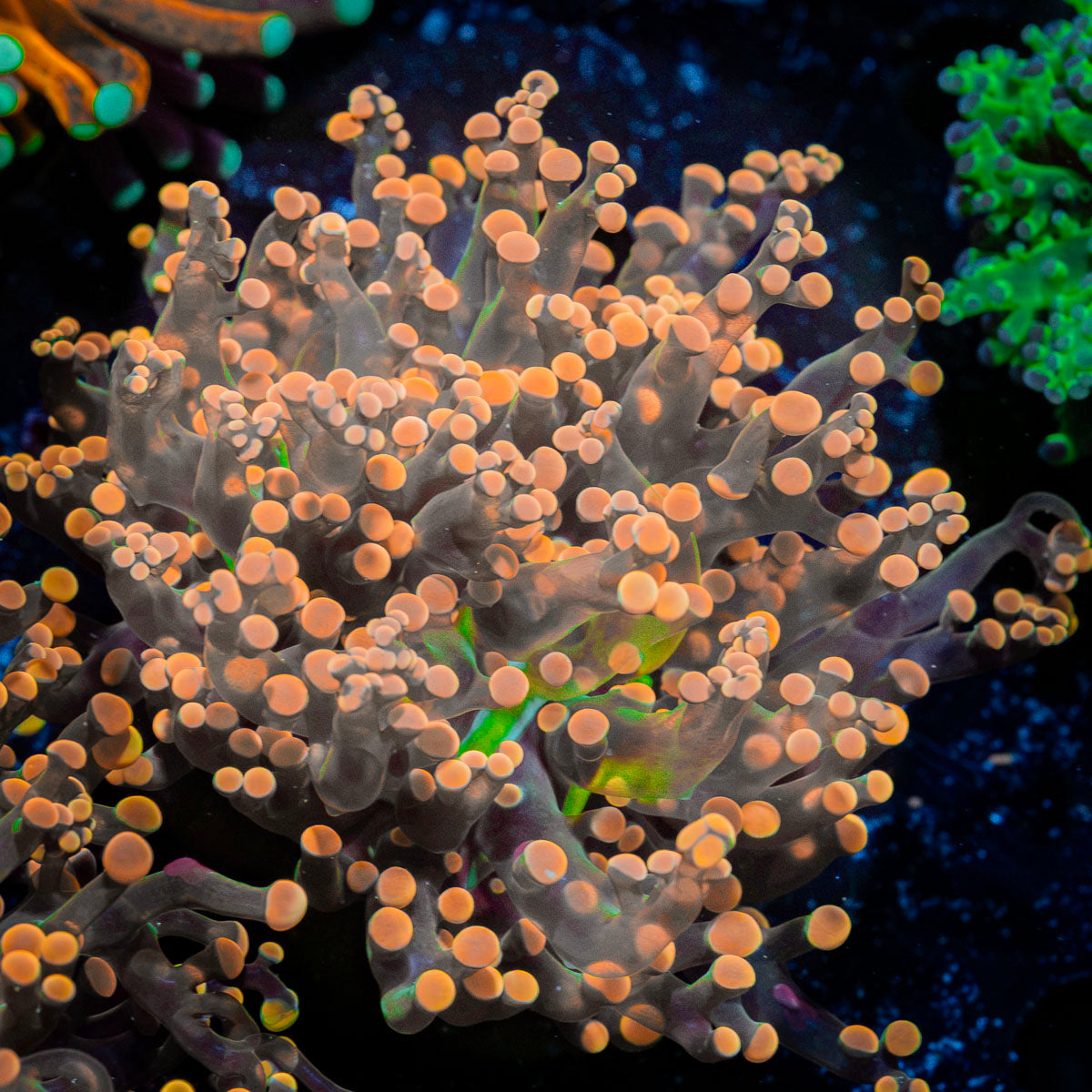 Peach Frogspawn Coral with branching fleshy heads in reef aquarium