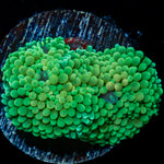 Green Ricordea Mushroom Coral with mushroom disc in reef aquarium