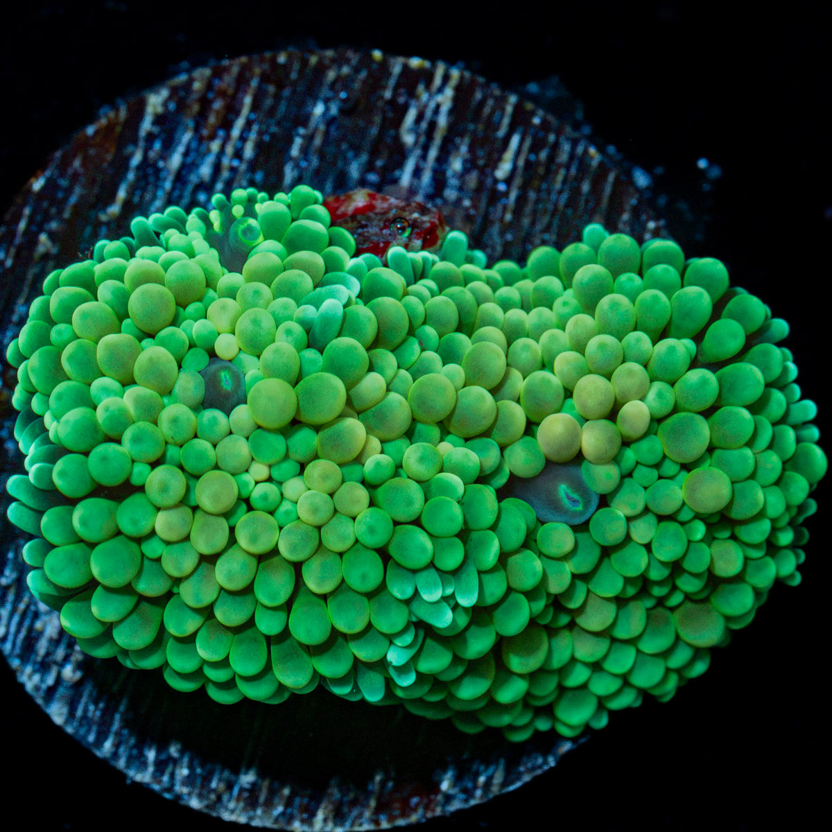 Green Ricordea Mushroom Coral with mushroom disc in reef aquarium
