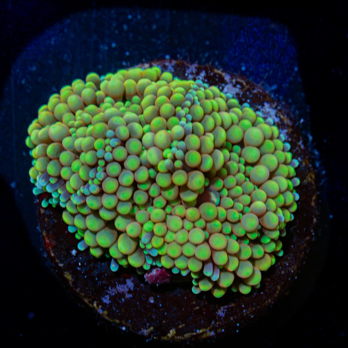 Green Ricordea Mushroom Coral with mushroom disc in reef aquarium