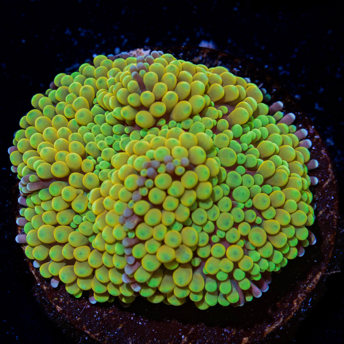 Yellow Ricordea Mushroom Coral with mushroom disc in reef aquarium