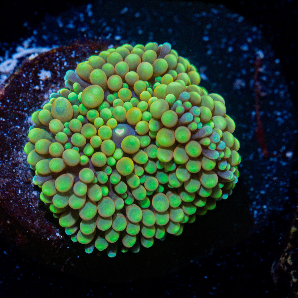 Green Ricordea Mushroom Coral with mushroom disc in reef aquarium