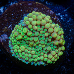 Yellow Ricordea Mushroom Coral with mushroom disc in reef aquarium