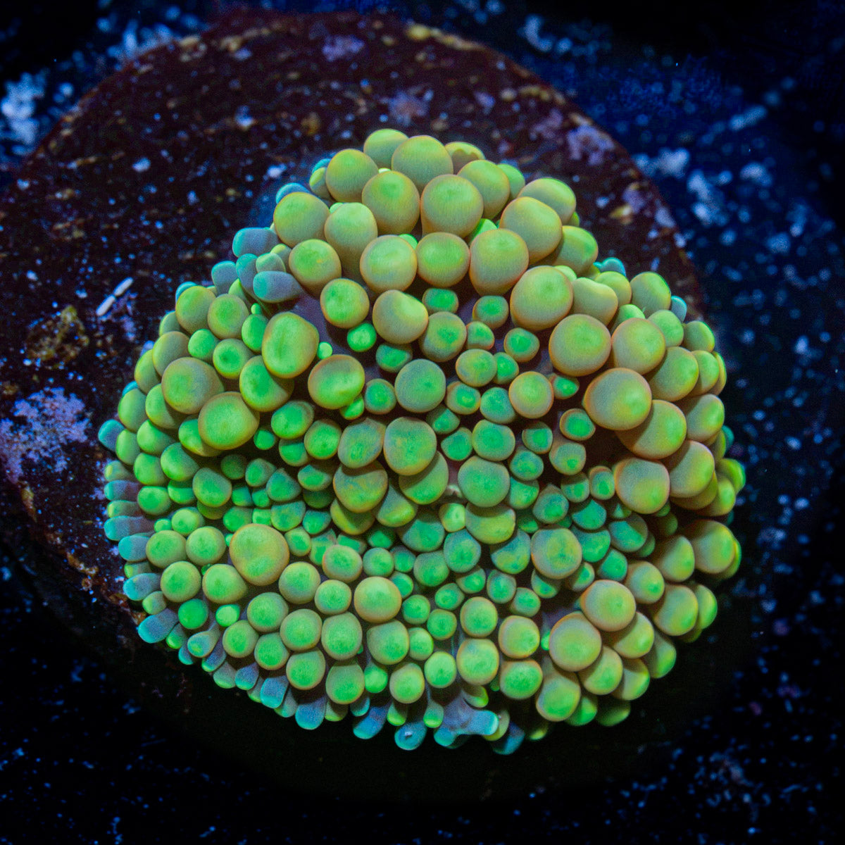 Yellow Ricordea Mushroom Coral with mushroom disc in reef aquarium