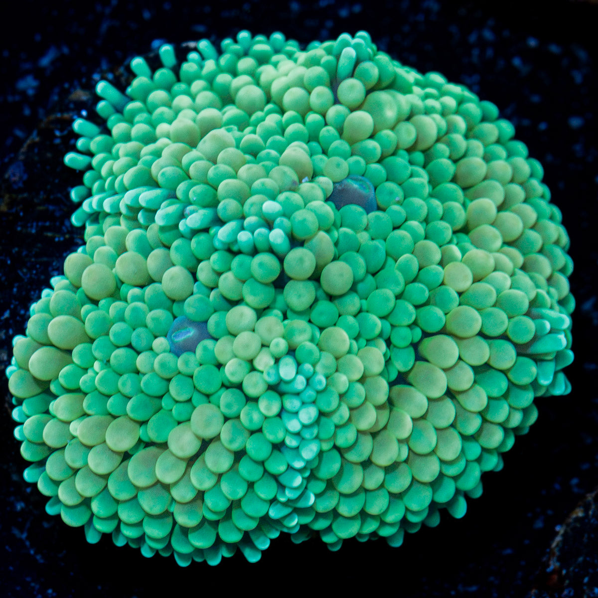 Green Ricordea Mushroom Coral with mushroom disc in reef aquarium