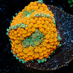 Orange Ricordea Mushroom Coral with mushroom disc in reef aquarium