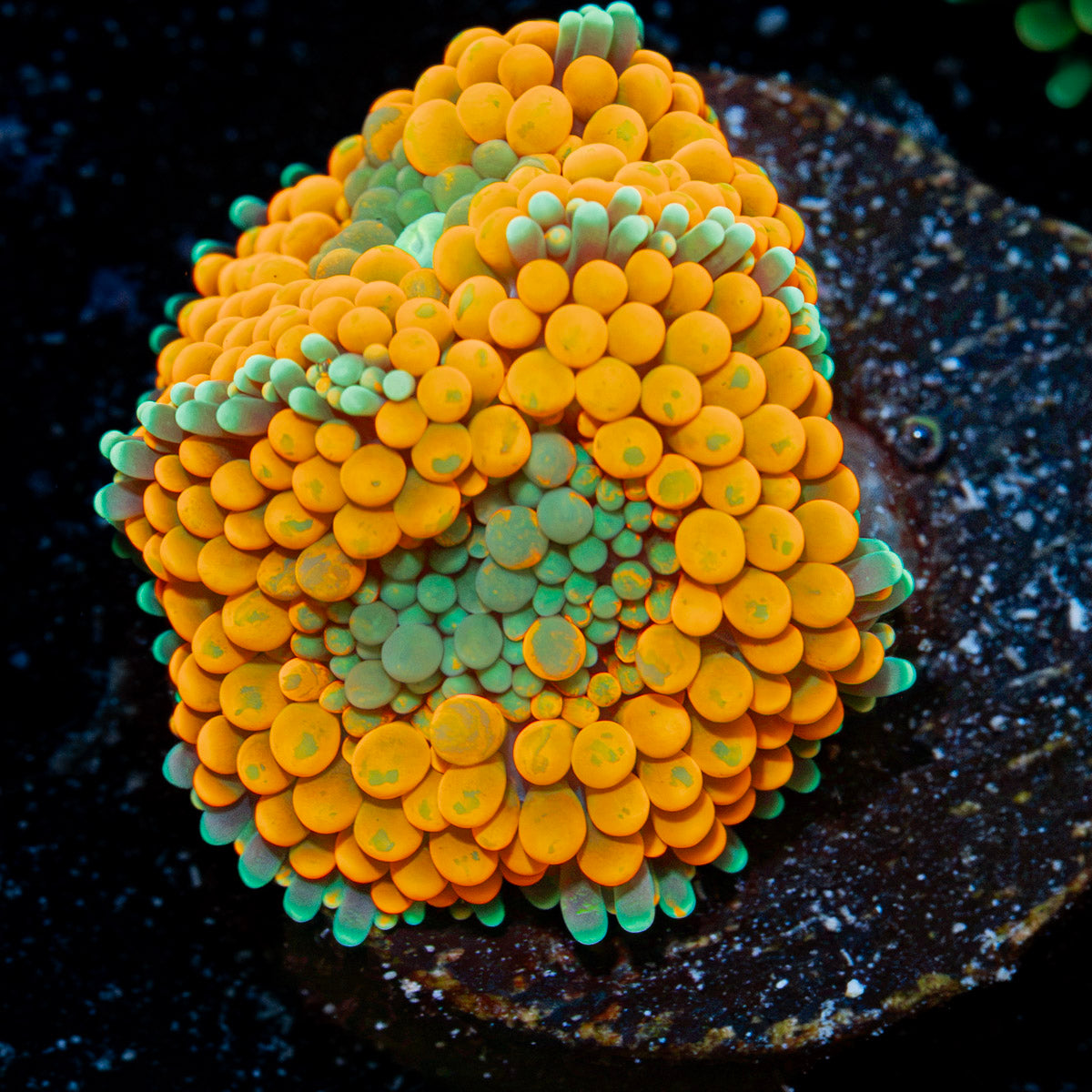 Orange Ricordea Mushroom Coral with mushroom disc in reef aquarium