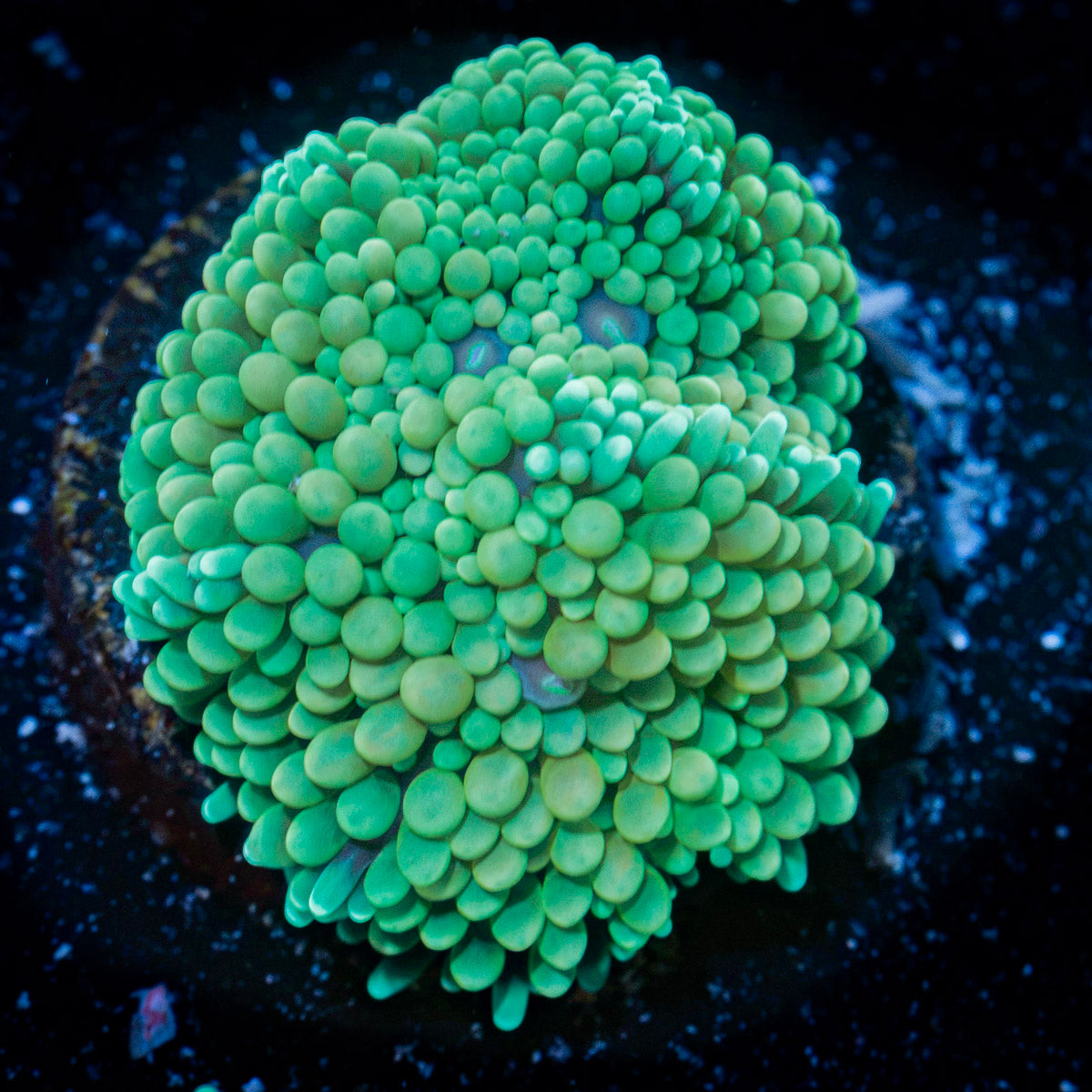 Green Ricordea Mushroom Coral with mushroom disc in reef aquarium
