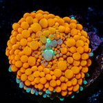 Orange Ricordea Mushroom Coral with mushroom disc in reef aquarium